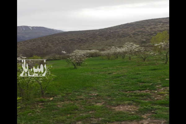 فروش زمین باغ کشاورزی شمال ۲۵۰۰ متر آمل نمارستاق روستای شیخ محله-2