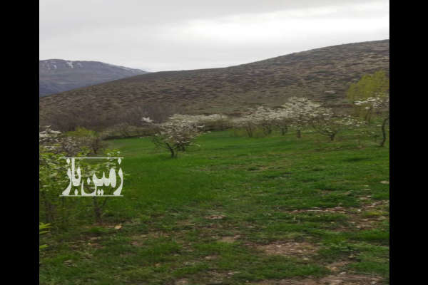 فروش زمین باغ کشاورزی شمال ۲۵۰۰ متر آمل نمارستاق روستای شیخ محله-4