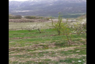 فروش زمین باغ کشاورزی شمال ۲۵۰۰ متر آمل نمارستاق روستای شیخ محله