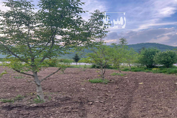 فروش زمین کشاورزی گلستان ۱۴۰۰ متر رامیان بسمت باقراباد-3