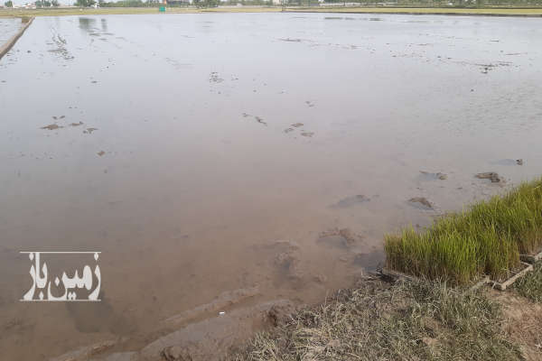 فروش زمین کشاورزی شمال ۱۰۰۰۰ متر محمودآباد روستای چهارمحل آهی متوریج-2