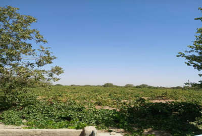 فروش زمین کشاورزی قزوین ۴۰۰۰۰ متر تاکستان