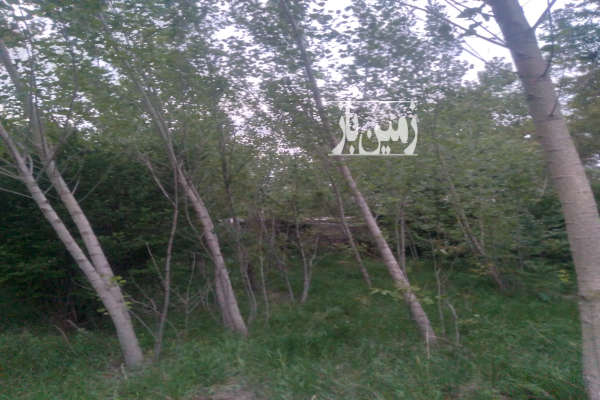 فروش زمین باغ زنجان ۱۲۰۰ متر خرمدره خیابان شریعتی خیابان کشاورز-2