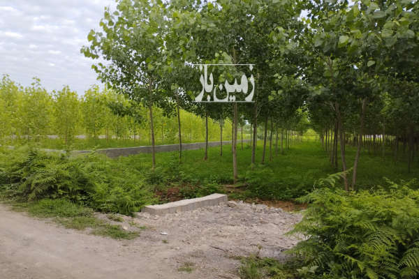 فروش زمین باغ گیلان ۹۰۱ متر صومعه‌ سرا روستای اباتر روستای کوده-1