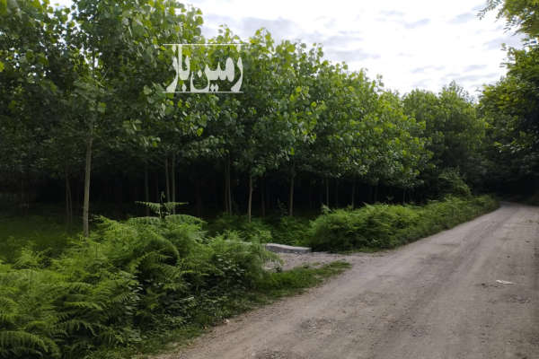 فروش زمین باغ گیلان ۹۰۱ متر صومعه‌ سرا روستای اباتر روستای کوده-2