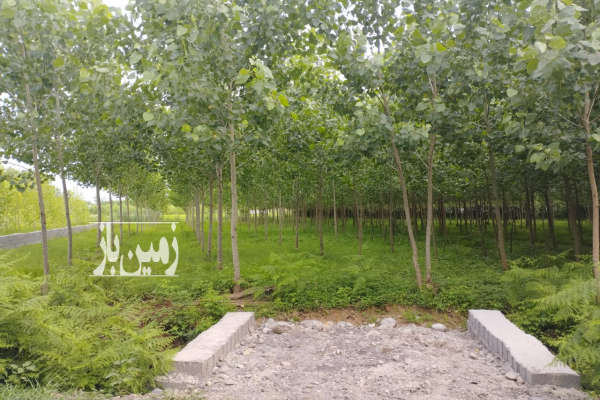 فروش زمین باغ گیلان ۹۰۱ متر صومعه‌ سرا روستای اباتر روستای کوده-3