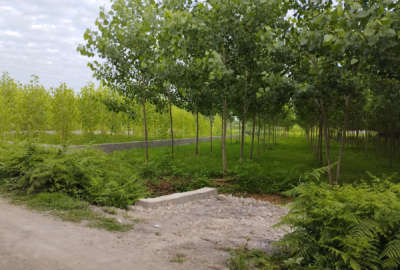فروش زمین باغ گیلان ۹۰۱ متر صومعه‌ سرا روستای اباتر روستای کوده