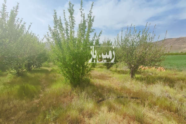 فروش زمین باغ کشاورزی فارس ۱۲۵۰ متر شیراز روستای آب پرده-3