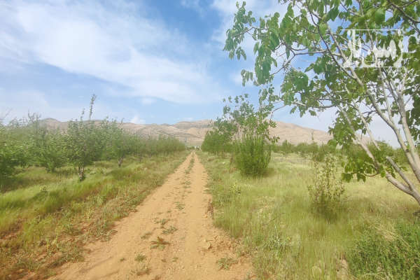 فروش زمین باغ کشاورزی فارس ۱۲۵۰ متر شیراز روستای آب پرده-4