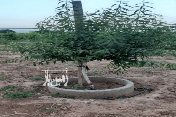 فروش زمین باغ کشاورزی زنجان ۷۲۰۰ متر ابهر باغات کهریز-4
