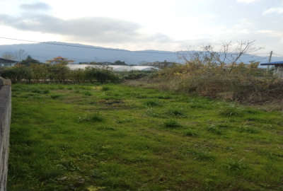 فروش زمین مسکونی شمال ۲۵۰ متر تنکابن نعمت اباد