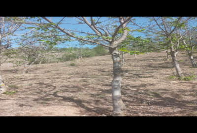 فروش زمین باغ شمال ۷۸۰ متر آلاشت سوادکوه روستای لیند