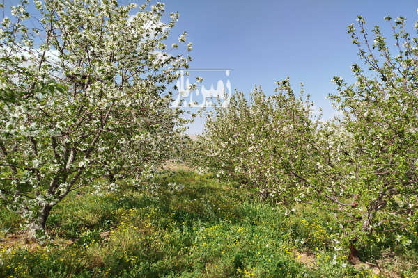 فروش زمین باغ کرمانشاه ۴۵۰۰ متر صحنه روستای دولت آباد-1