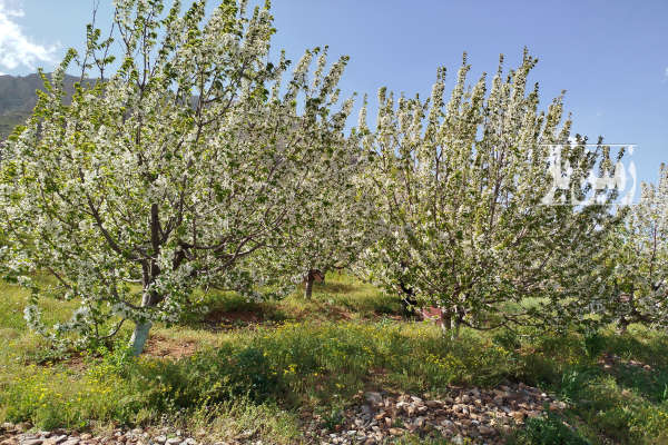 فروش زمین باغ کرمانشاه ۴۵۰۰ متر صحنه روستای دولت آباد-2