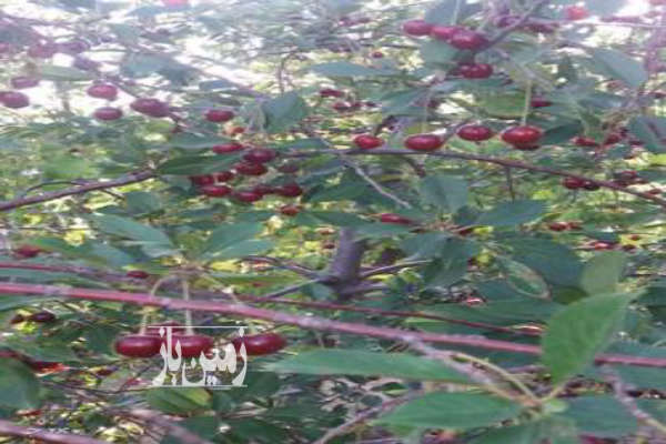 فروش زمین باغ کرمانشاه ۴۵۰۰ متر صحنه روستای دولت آباد-3
