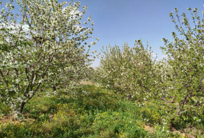 فروش زمین باغ کرمانشاه ۴۵۰۰ متر صحنه روستای دولت آباد