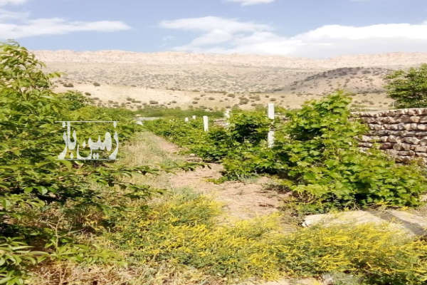 فروش زمین باغ بروجن ۸۴۰۰ متر گندمان به سمت جاده لردگان گردبیشه-1