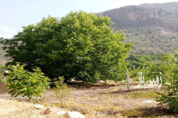 فروش زمین باغ بروجن ۸۴۰۰ متر گندمان به سمت جاده لردگان گردبیشه-4