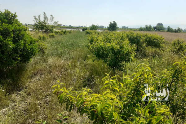 فروش زمین باغ کشاورزی شمال ۱۱۵۰۰ متر نکا جاده اطرب روستای ولاشد-1