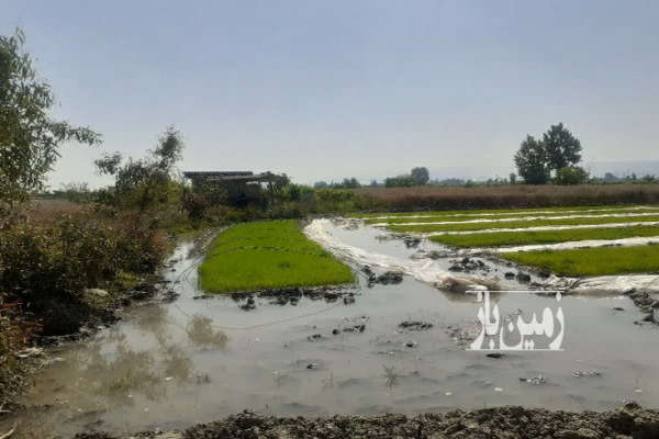 فروش زمین باغ کشاورزی شمال ۱۱۵۰۰ متر نکا جاده اطرب روستای ولاشد-2