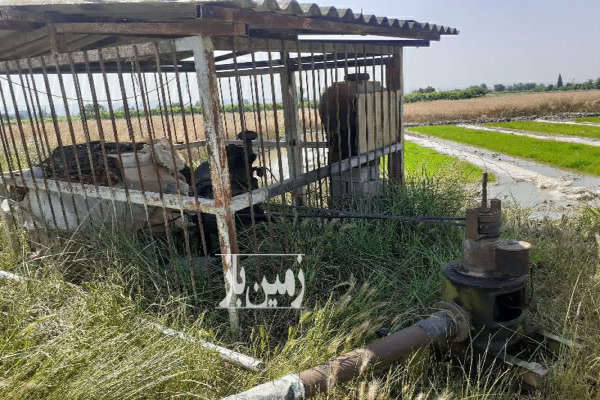 فروش زمین باغ کشاورزی شمال ۱۱۵۰۰ متر نکا جاده اطرب روستای ولاشد-3