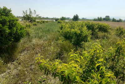 فروش زمین باغ کشاورزی شمال ۱۱۵۰۰ متر نکا جاده اطرب روستای ولاشد