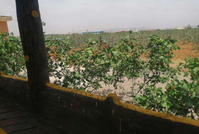 فروش زمین کشاورزی مرکزی ۳۷۲۰ متر پرندک باغ پسته روستای سلطان آباد