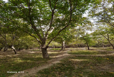 فروش زمین باغ آذربایجان شرقی ۸۳۵ متر اسکو جیرح