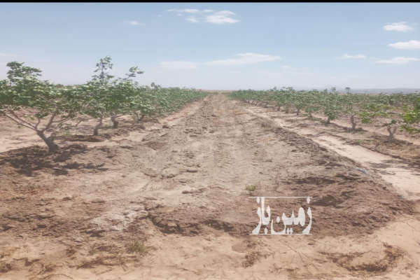 فروش زمین کشاورزی خراسان جنوبی ۸۰۰۰ متر سربیشه-3