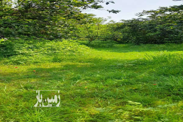 فروش زمین باغ شمال ۳۸۰ متر بابل جاده گنج افروز بابلکنار روستای درونکلاه غربی-1