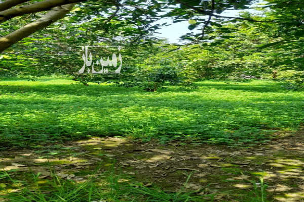 فروش زمین باغ شمال ۳۸۰ متر بابل جاده گنج افروز بابلکنار روستای درونکلاه غربی-4