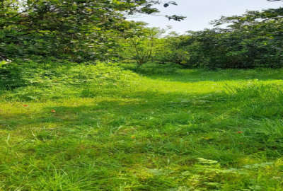 فروش زمین باغ شمال ۳۸۰ متر بابل جاده گنج افروز بابلکنار روستای درونکلاه غربی