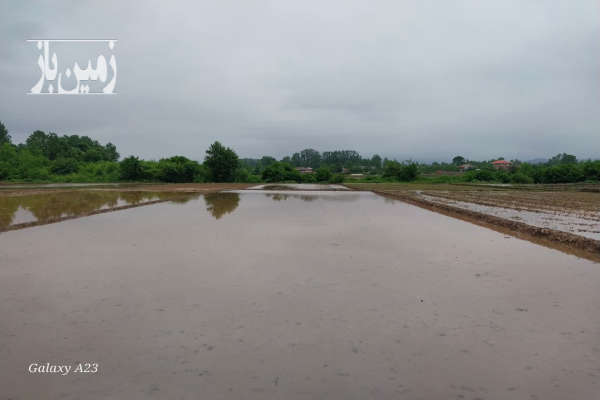 فروش زمین کشاورزی گیلان ۲۲۳۳ متر فومن روستای قصابعلیسرا-3
