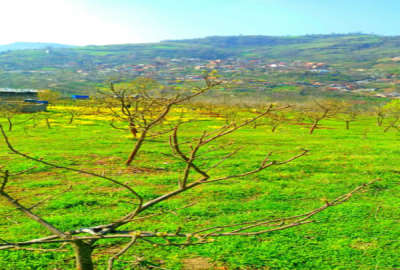 فروش زمین باغ شمال ۷۰۰۰ متر ساری کیاسر پلگرماب روستای چورت