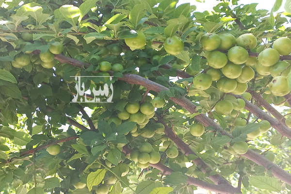 فروش زمین کشاورزی فارس ۱۰۰۰ متر مرودشت-1