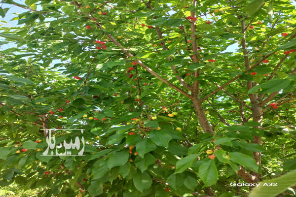 فروش زمین کشاورزی فارس ۱۰۰۰ متر مرودشت-2