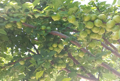 فروش زمین کشاورزی فارس ۱۰۰۰ متر مرودشت
