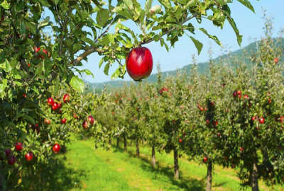 فروش زمین کشاورزی اصفهان ۲۲۰۰۰ متر چادگان دهکلبعلی