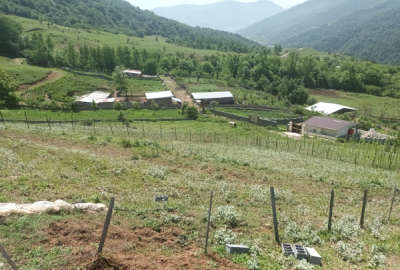 فروش زمین کشاورزی شمال ۳۵۰ متر پل سفید روستای درکارودبار