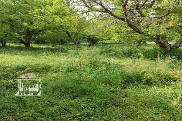 فروش زمین کشاورزی آذربایجان غربی ۲۵۰۰ متر میاندوآب روستای قاریاغدی-4