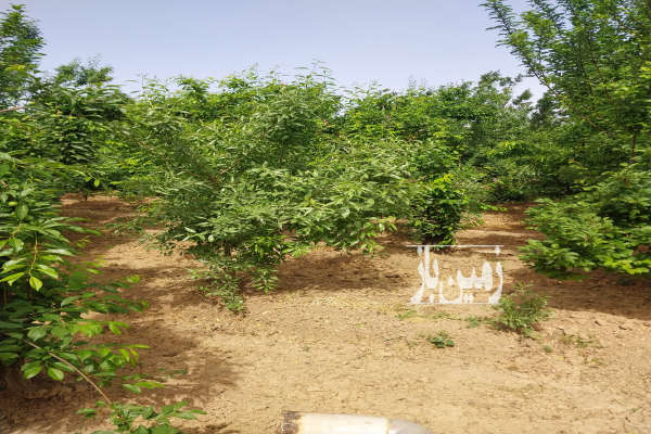 فروش زمین باغ گلخانه‌ ای اصفهان ۳۰۰۰ متر نجف آباد جوزدان-4