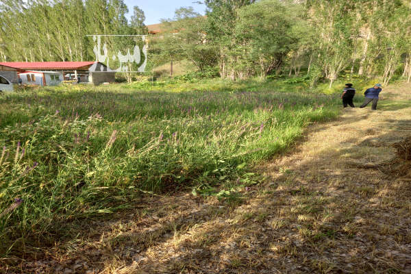فروش زمین کشاورزی البرز ۵۵۰ متر جاده چالوس روستای ازادبر-4