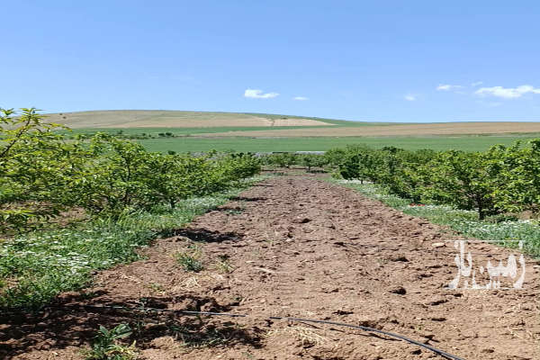 فروش زمین باغ آذربایجان غربی ۱۸۰۰ متر بوکان روستای قره کند-1