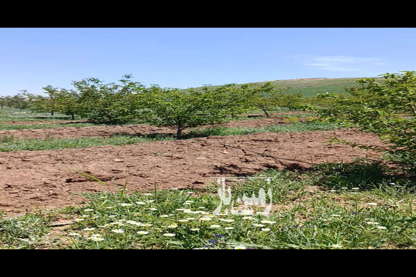 فروش زمین باغ آذربایجان غربی ۱۸۰۰ متر بوکان روستای قره کند-2