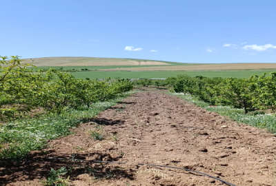فروش زمین باغ آذربایجان غربی ۱۸۰۰ متر بوکان روستای قره کند