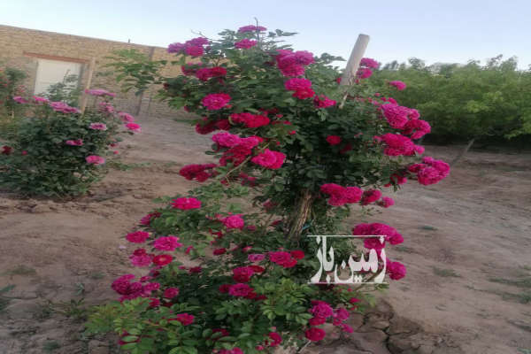 فروش زمین باغ خراسان رضوی ۱۰۰۰ متر تربت حیدریه-2