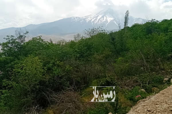 فروش زمین مسکونی شمال ۱۵۰۰ متر آمل جاده هراز روستای ییلاقی امیری-2