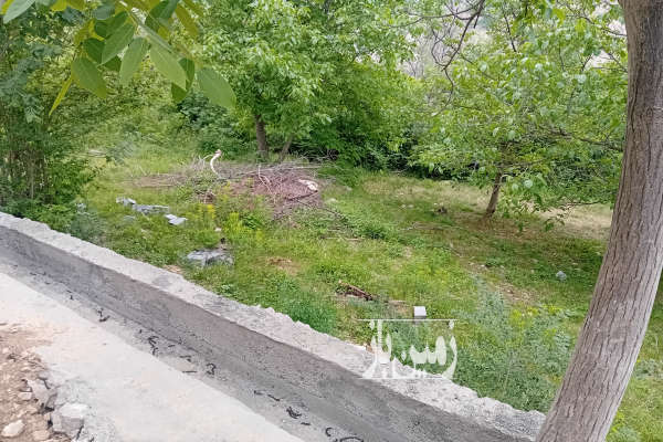 فروش زمین مسکونی شمال ۱۵۰۰ متر آمل جاده هراز روستای ییلاقی امیری-3