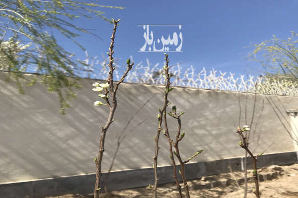 فروش زمین البرز ۱۵۰ متر چهارباغ عرب آباد-1