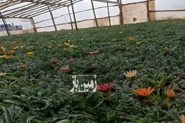 فروش زمین باغ تهران ۳۰۰۰ متر پاکدشت فیلستان-1